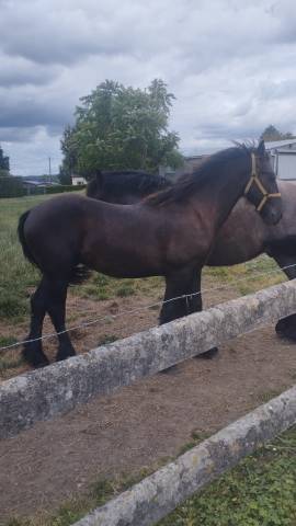 Frison 18 mois