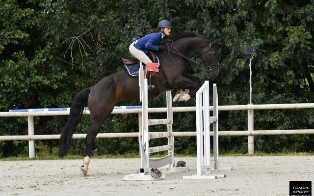 Cheval sf cso
