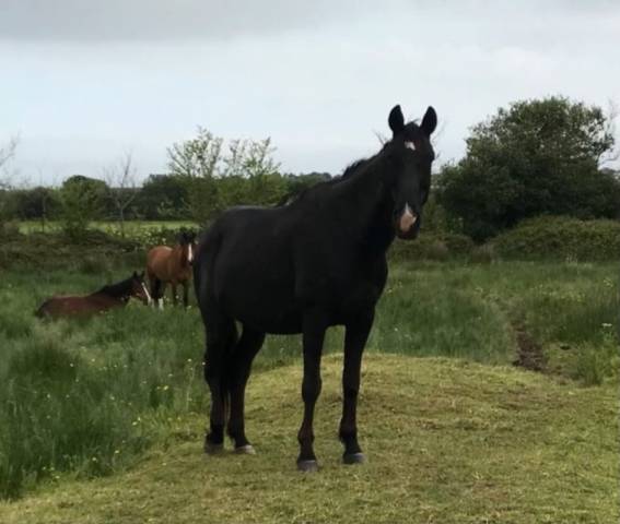 Demi pension cheval 