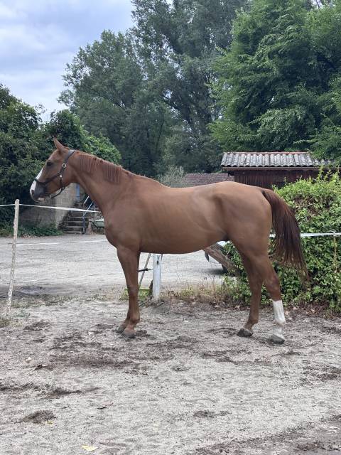 à vendre hongre sf 6 ans