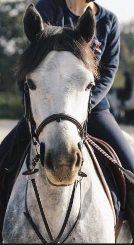 Ponette d à prendre en dp