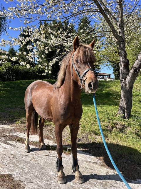 Poney de sport- loisirs 
