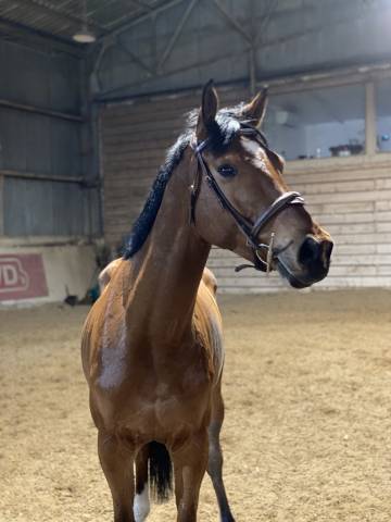 Cheval selle français mâle 10 ans 