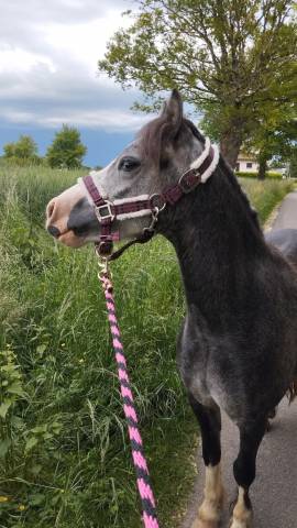 Welsh mountain pony 