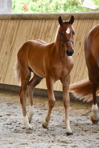 Foal femelle pfs