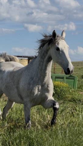 Vente cheval pour du loisir