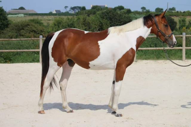 Cheval à vendre 
