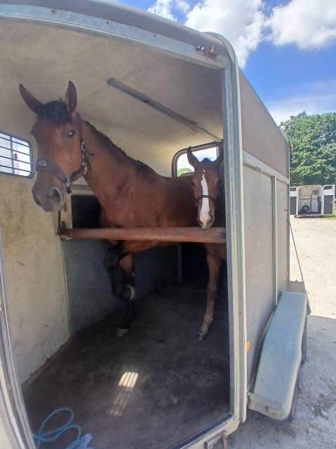 Foal mâle sf