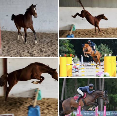Jeune chevaux à vendre de 2 ans à 3 ans 