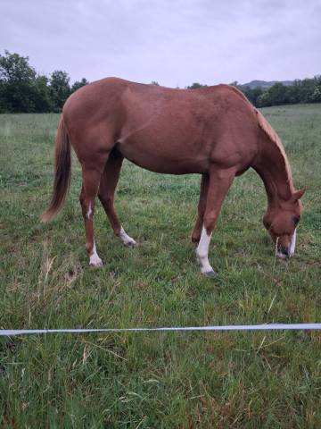 Cheval loisirs hongre 10 ans 