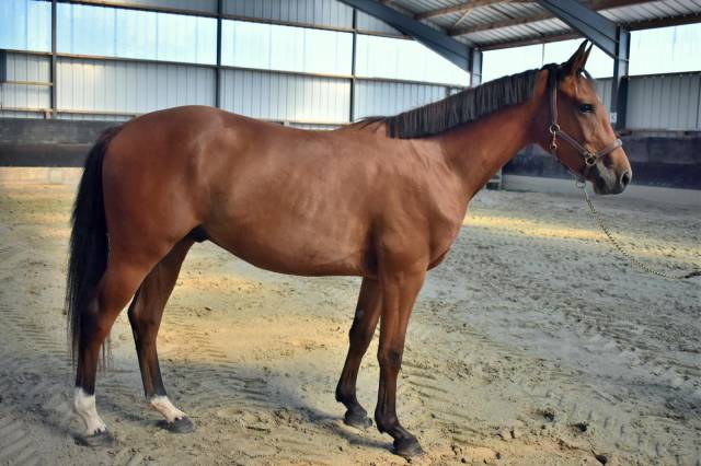 à vendre! o’neal du garun