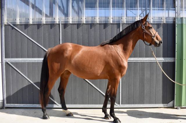 à vendre! nova du garun