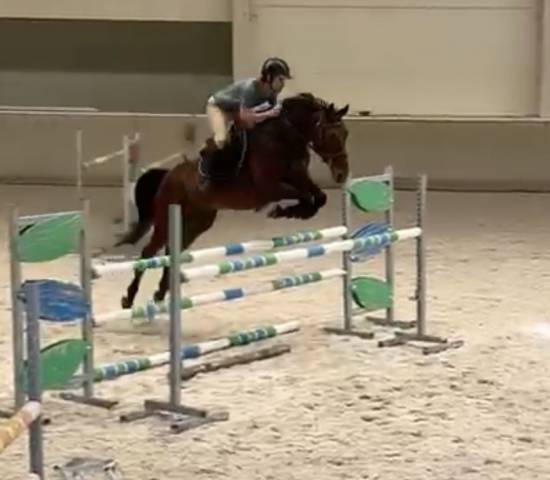 Hongre de 7 ans prêt sur 110/115 cm