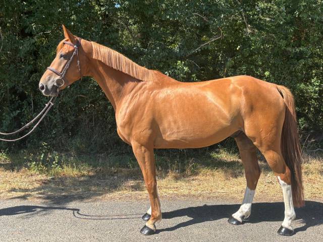 Hongre de 6 ans, zanguersheide