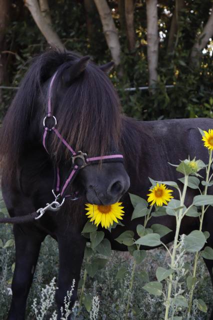 Dragibus : saillie shetland