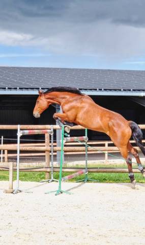 Hongre de 8 ans avec un bon potentiel en cso