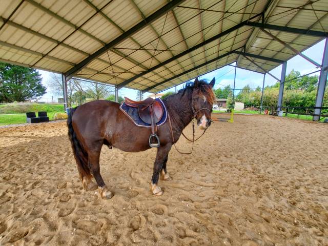 Welsh cob loisirs/compétition 