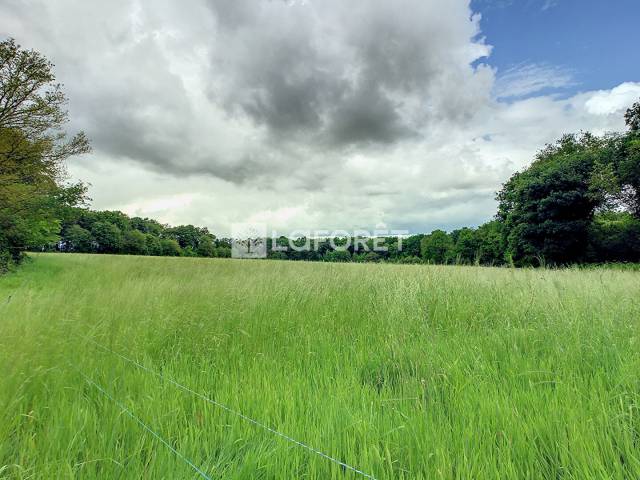 Terrain à vendre dans la forêt de brocéliande