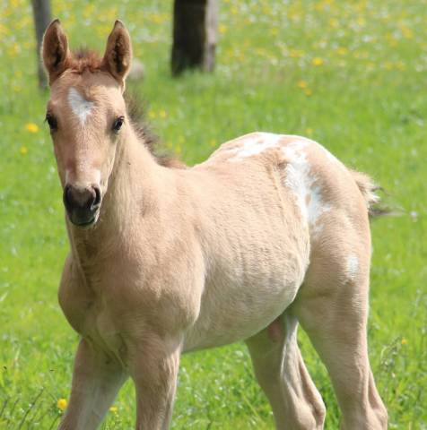 Poulain appaloosa