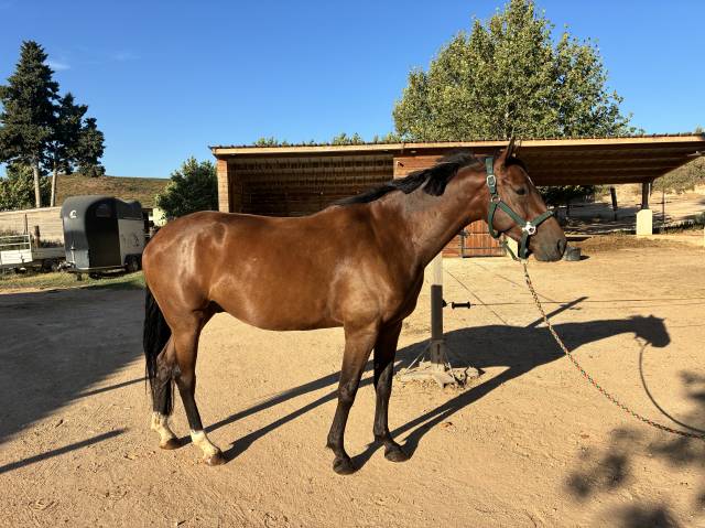 Super hongre de 4 ans Ă vendre