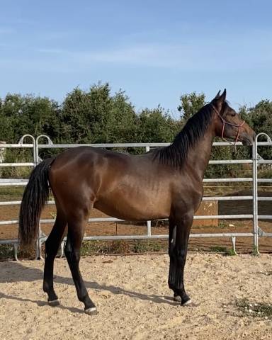 Poulain pre 16 mois espagnol cheval