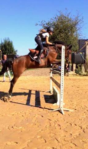 Foal mâle pfs par kantje’s ronaldo