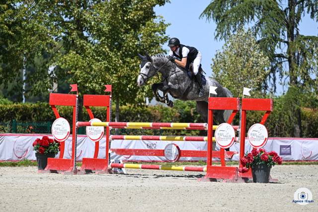 Hongre 5 ans cso 