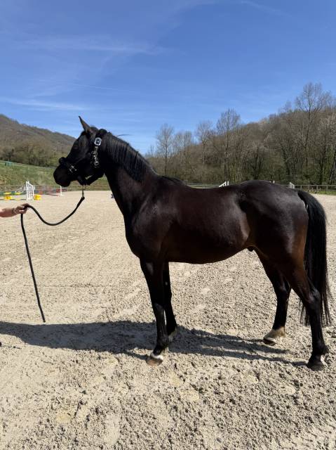 Petit cheval cso