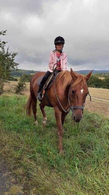 Trotteur français à vendre