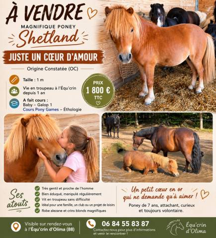 Vends shetland 1m oc nomme