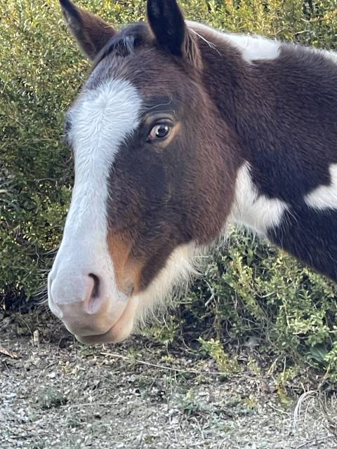 à vendre moonlight de chandel nfc 