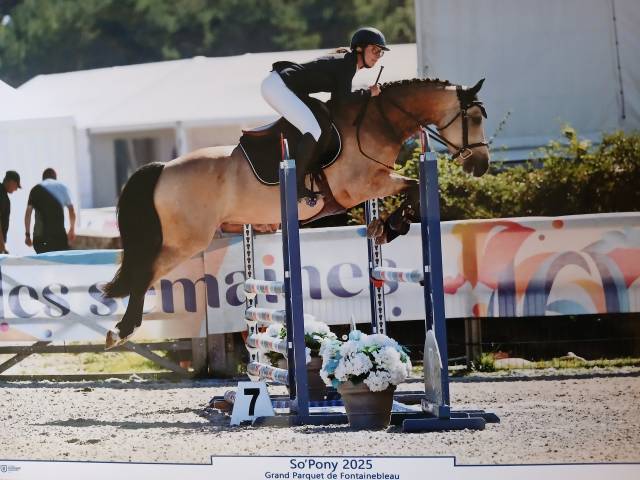 Top poney 6 ans 
