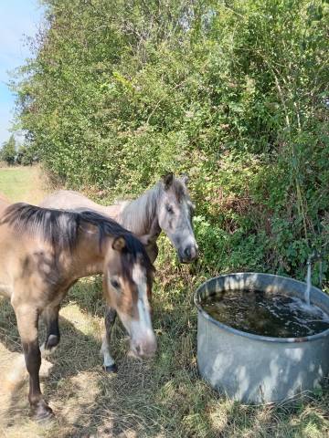 Poney de 2 ans à vendre 
