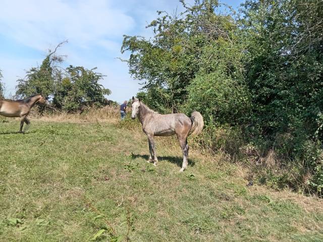à vendre ponette pfs de 1 an