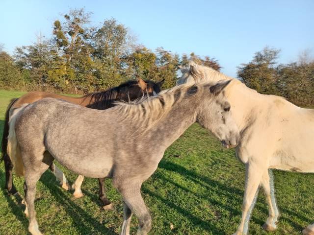 à vendre ponette pfs de 1 an