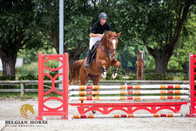 Pegase van 't ruytershof x kannan