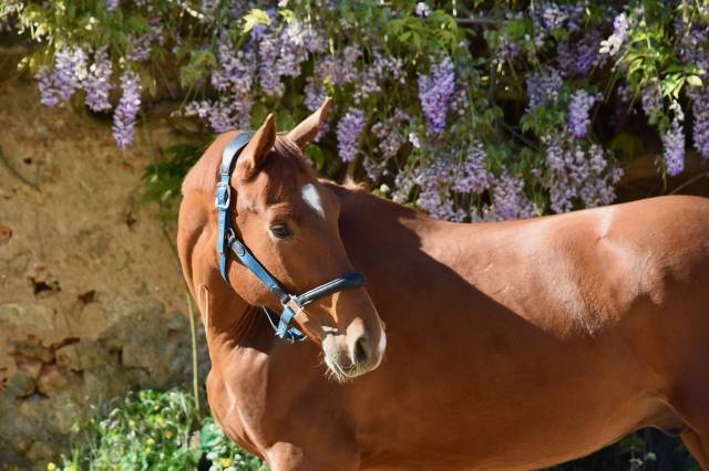 Hongre de 2 ans par escaneno x foundation 