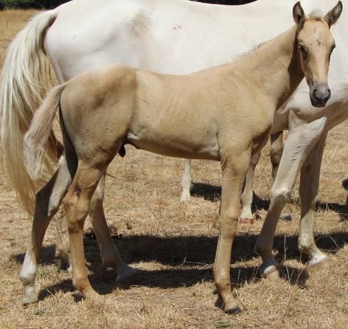 Poulain sf palomino