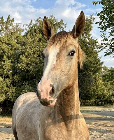 Pinklady pouliche née en 3 2025 (chacoonblue x tobago)