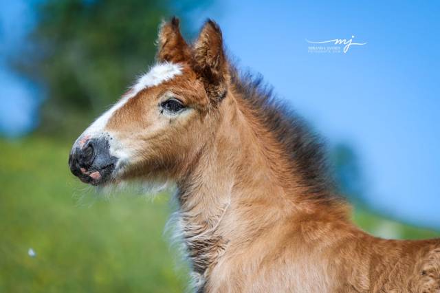 Magnifique pouliche bai pearl à réserver, tinker
