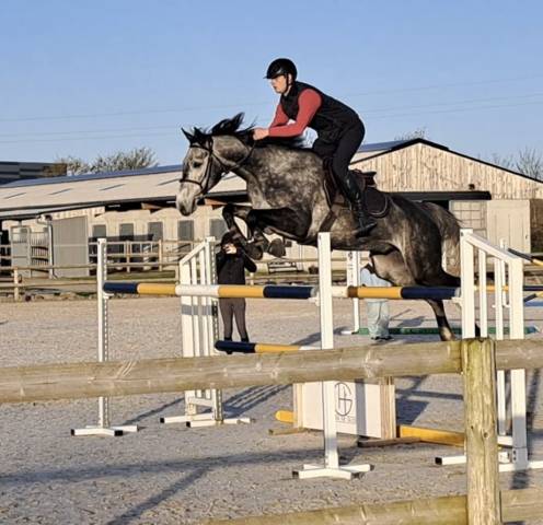 Cheval de sport - hongre sbs de 6 ans 175cm 