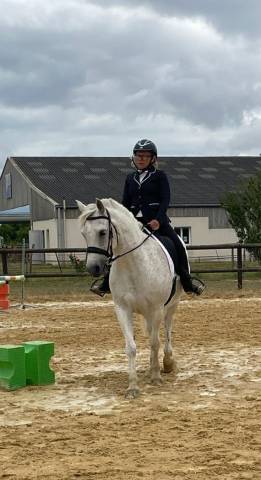 Vend poney connemara