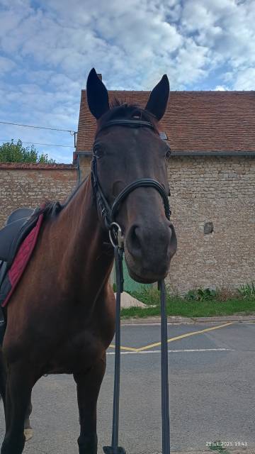 Jument ps 7 ans