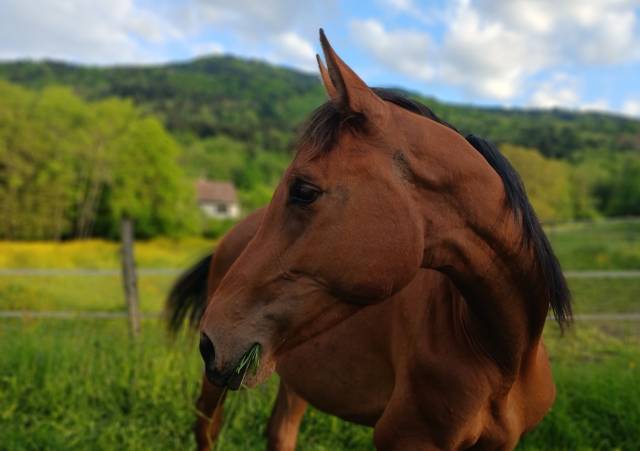 Jument sf 3ans cso débourée