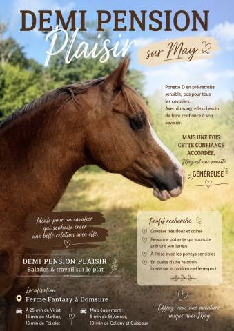 Plusieurs poneys à prendre en dp 