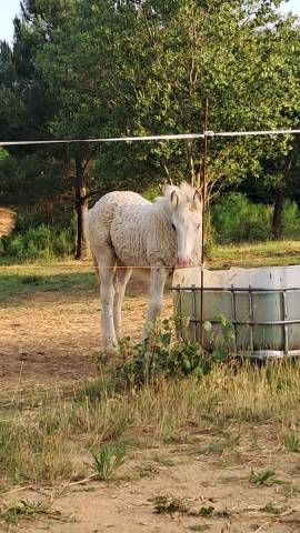 Pouliche irish cob pp tgca crème 1 an