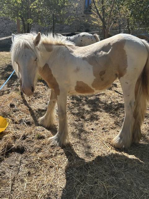 Pouliche irish cob pp tgca crème