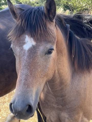 Poulain welsh part bred mâle 1 an 