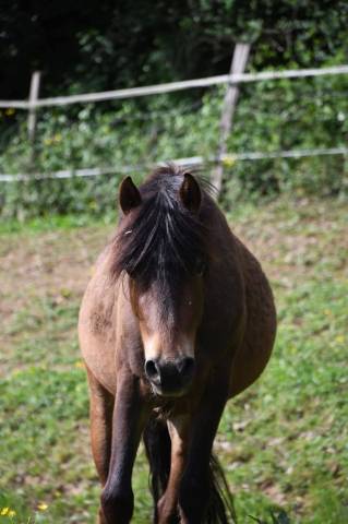 Poney oc 1m28