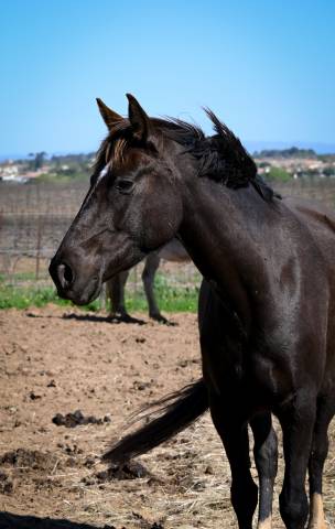 Jument de 4 ans smocky black 